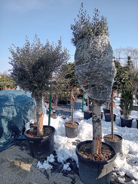 Plante ornamentale direct din pepeniera