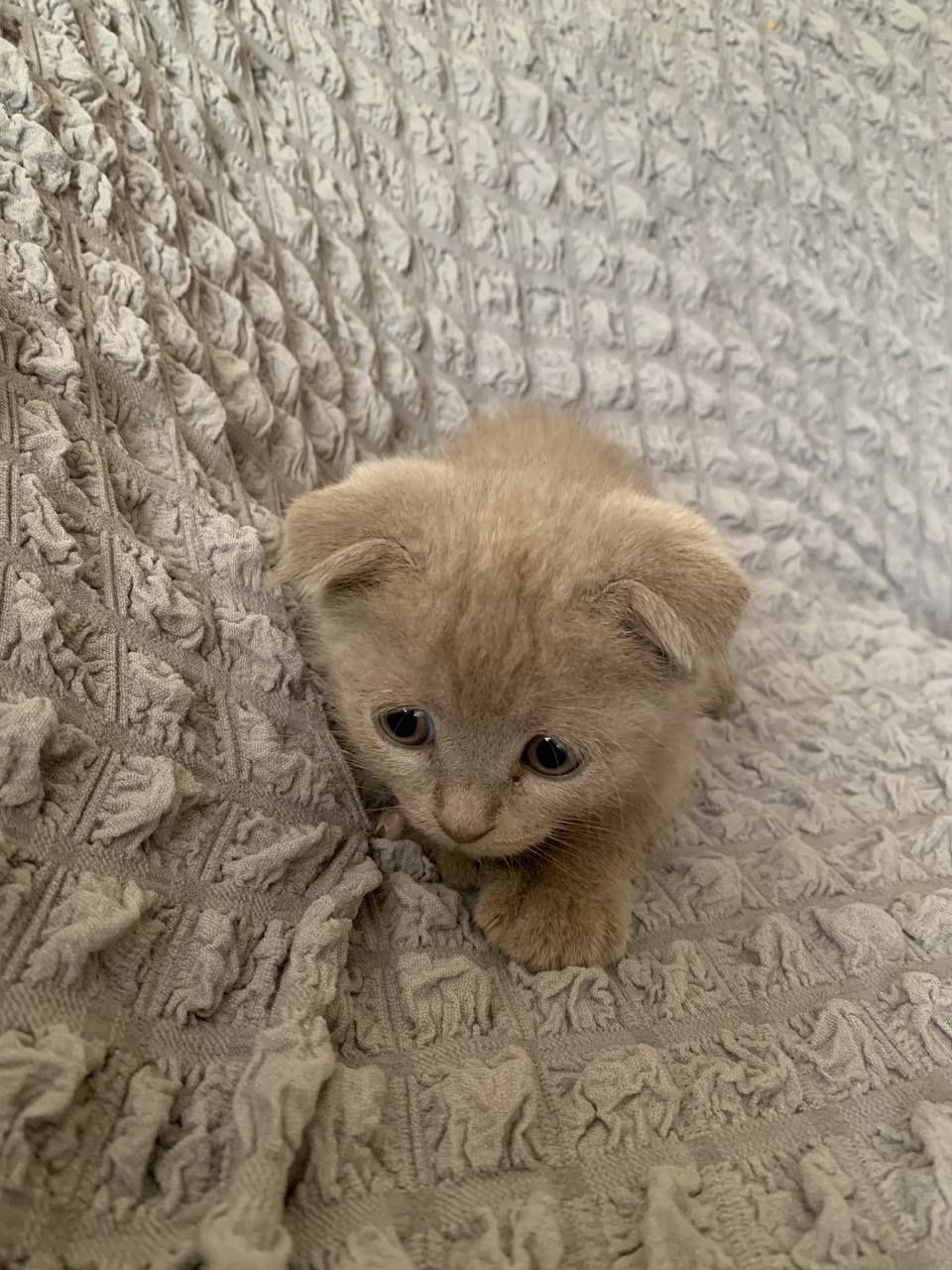 Scottish fold mushuk