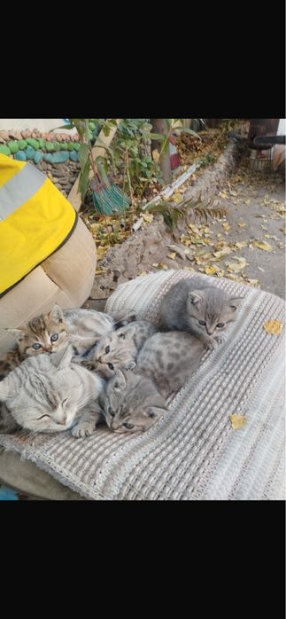 Продам котят в надежные руки , пародистые и здоровые