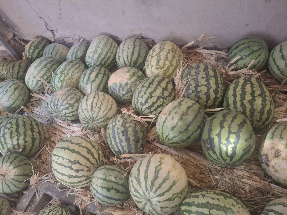 Зимовка қарбыз сатылады