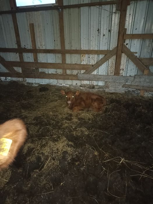 Junicai cu viteza angus