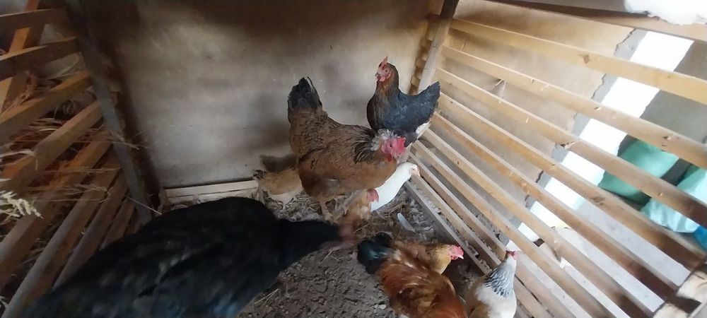 Uy tovuqlari sotiladi