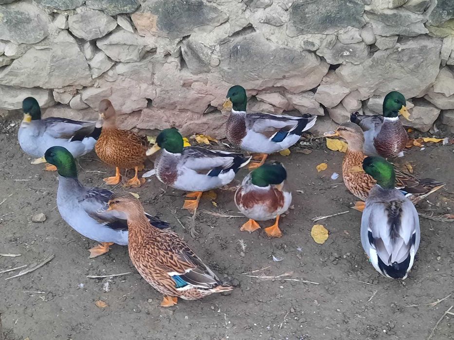 Rate salbatice (4 ratoi disponibili)