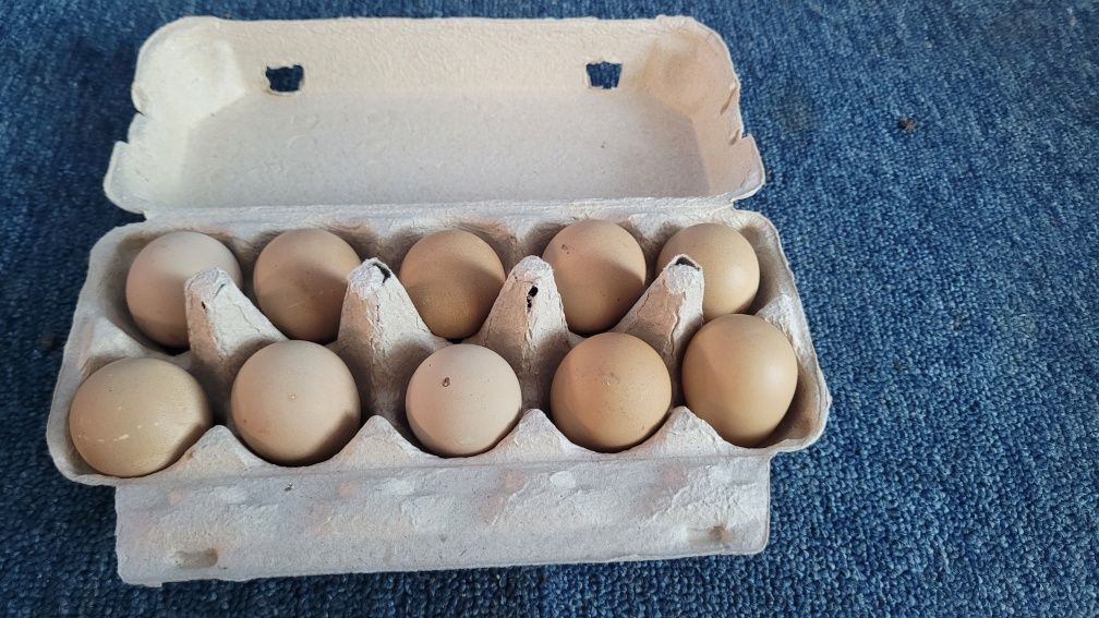 Ouă Bibilică Pentru Incubat