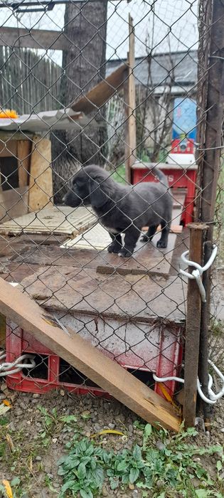 Donez o catelusa de talie medie