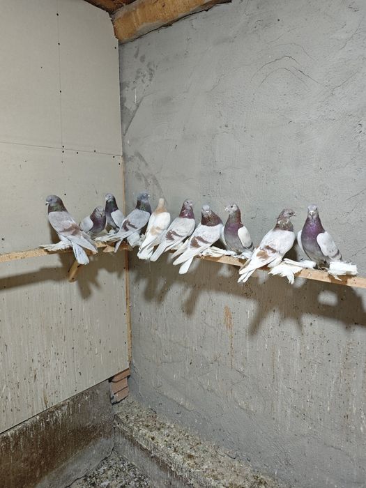 Kaptar kabutar golubi golubey tasman seren kaptarlar