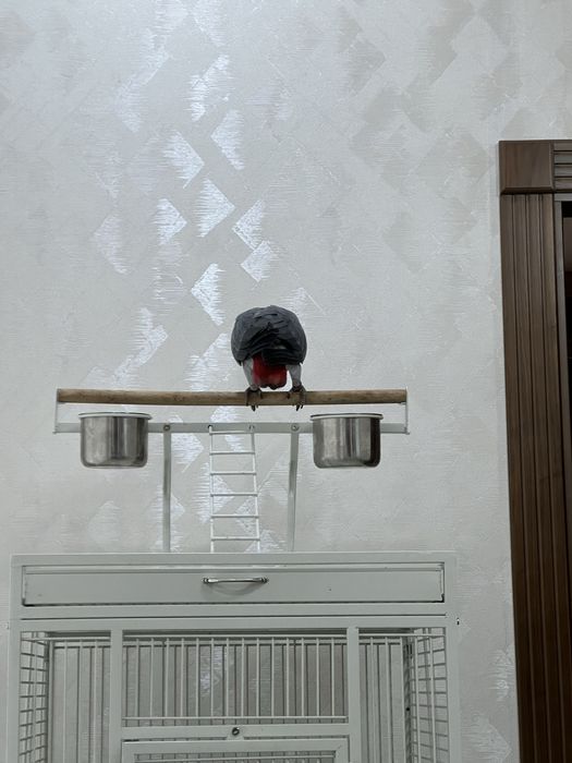 Жако попугай гапирадигон