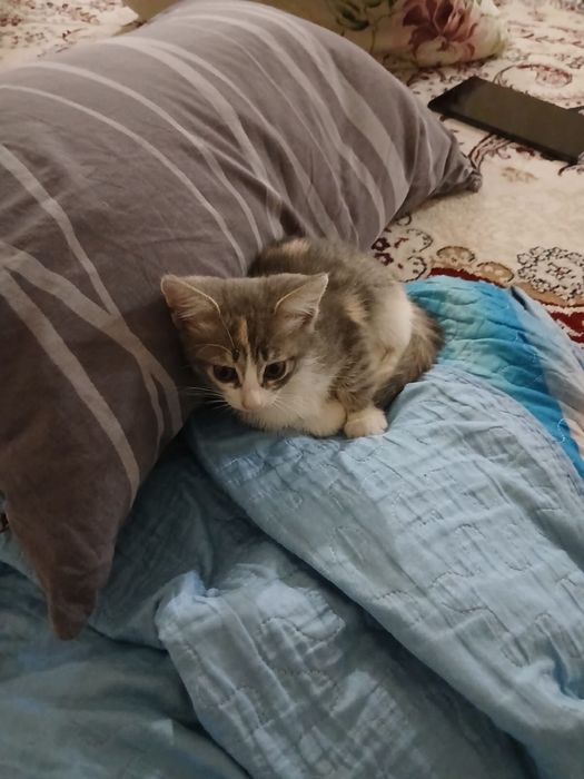 Кошка домашняя к