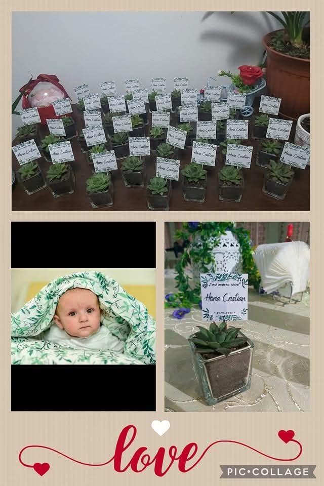 Mărturii plante suculente
