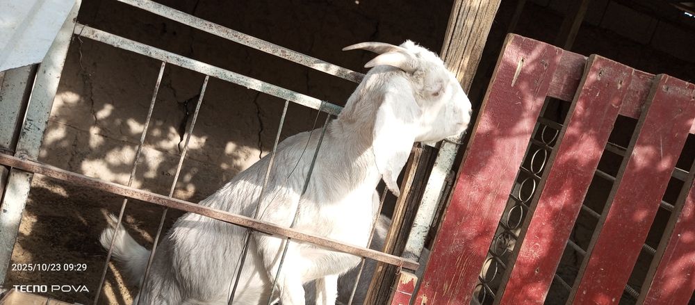 Коза парода Англонуб Битал