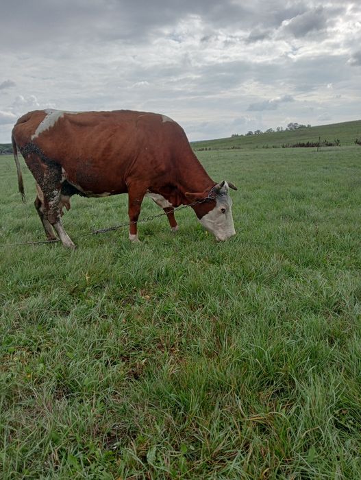 Vând sau schimb pe vitei