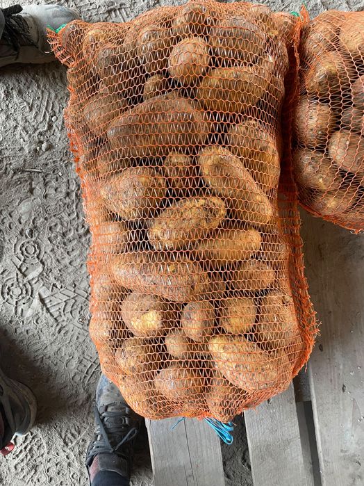 Cartofi de vânzare în cantități mari.