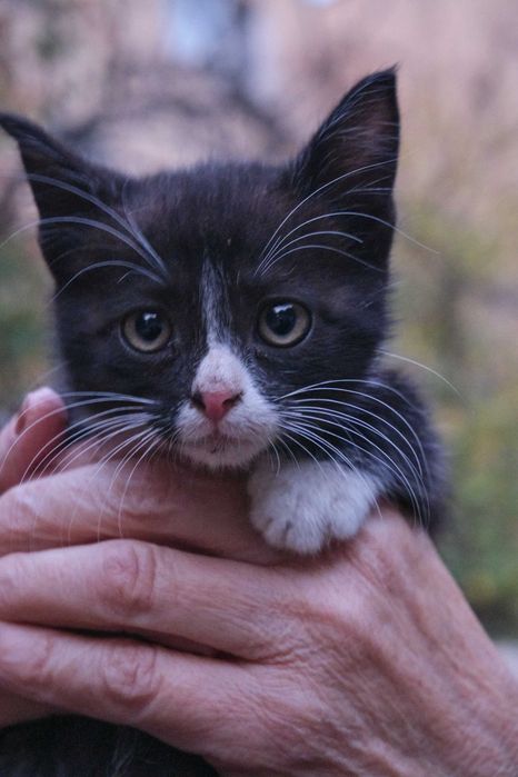 Котенок 2–3 месяца