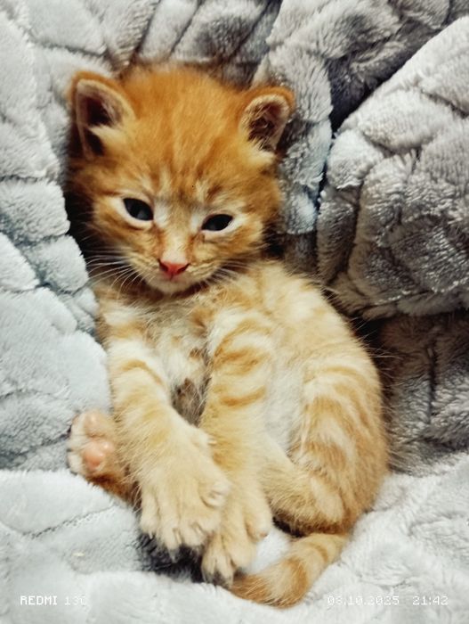 отдаётся котёнок мальчик рыженький, ему 3 недели очень ласковыей