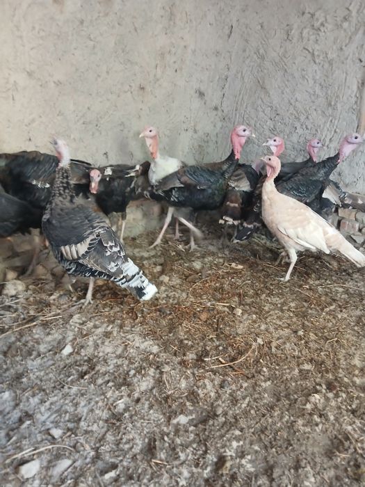 Soʻyishga tayyor boʻlgan