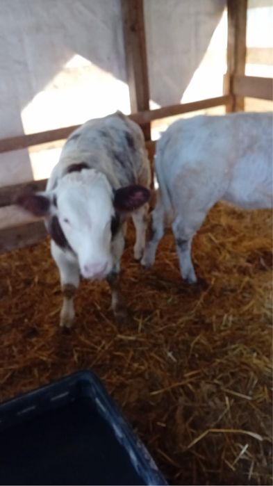 Vand un vitel si o vitea de belga