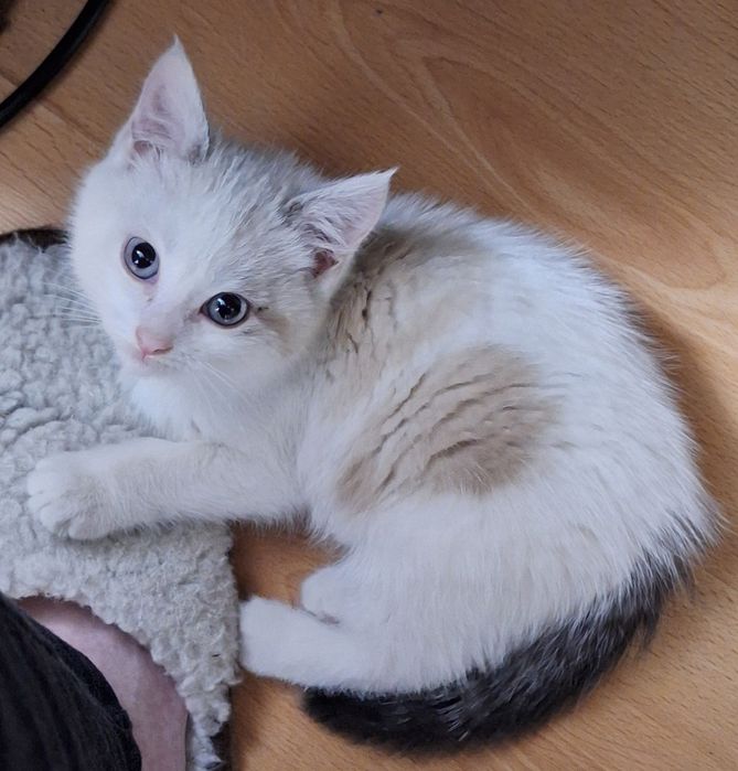 Маленькая кошечка в добрые руки