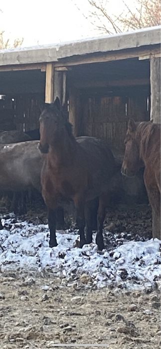 Продам кобыл жеребых