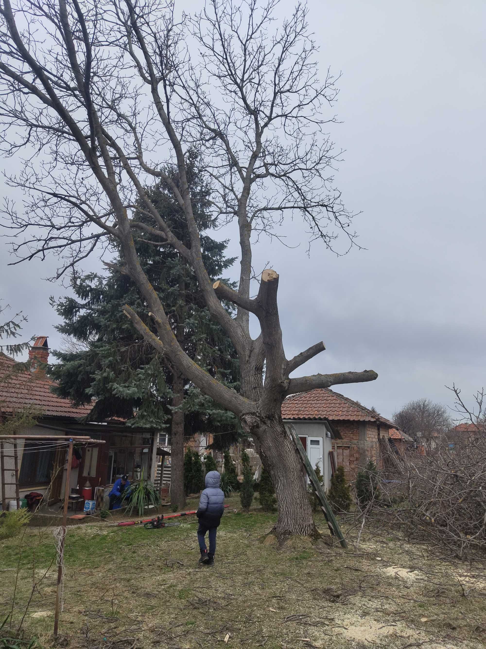 Рязане на опасни дървета почистване и извозване