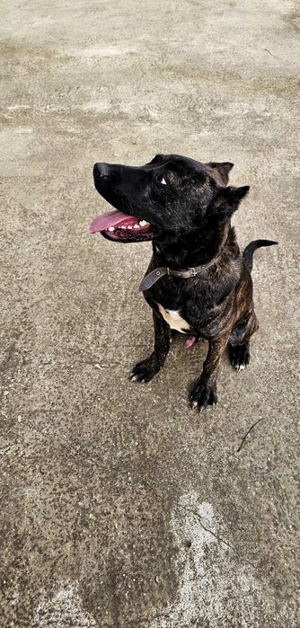 Продавам мъжко куче - Сane Corso x Алабай (10 месеца)