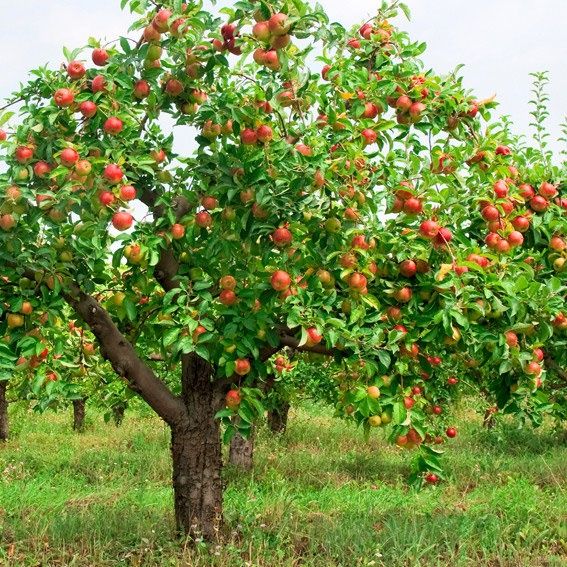 Весенняя   обрезка яблонь, плодовых качественно!