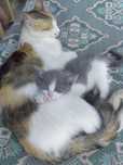 Подаряваме малко коте