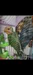 Agapornis Fischer
