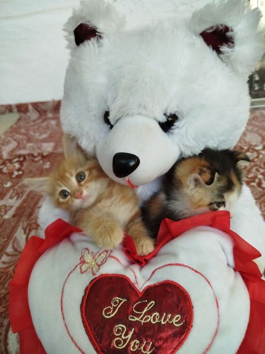 Пародали мушук болари