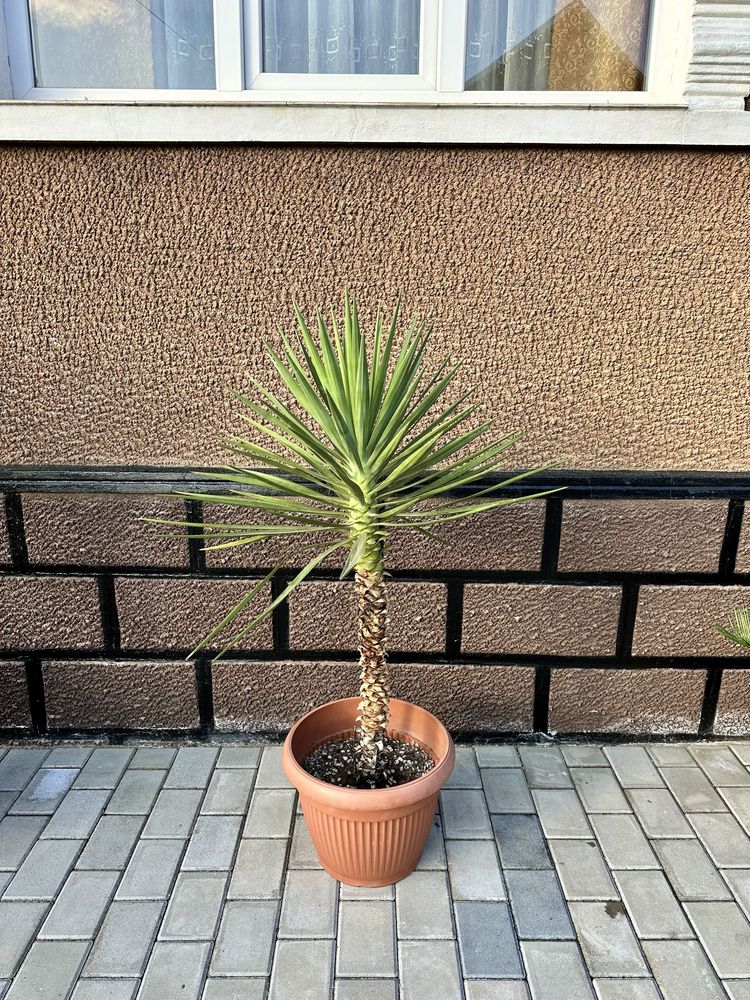 Plante de vanzare: Aloe Yucca