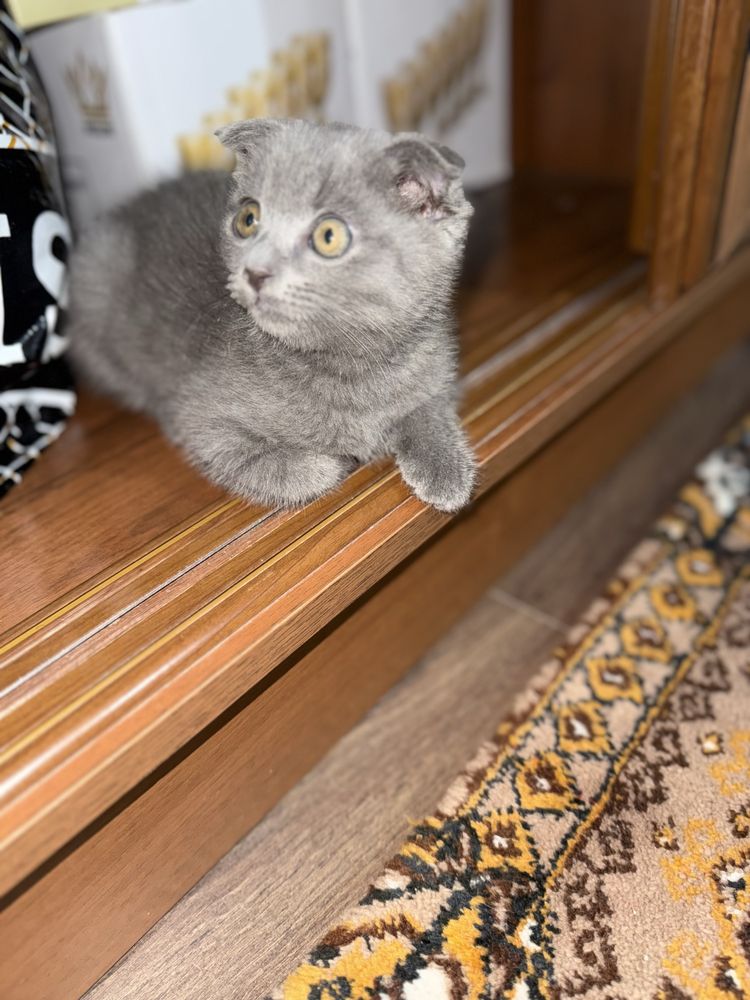 Scottish fold sotiladi 3 oylik