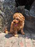 Pudel/caniche pitic