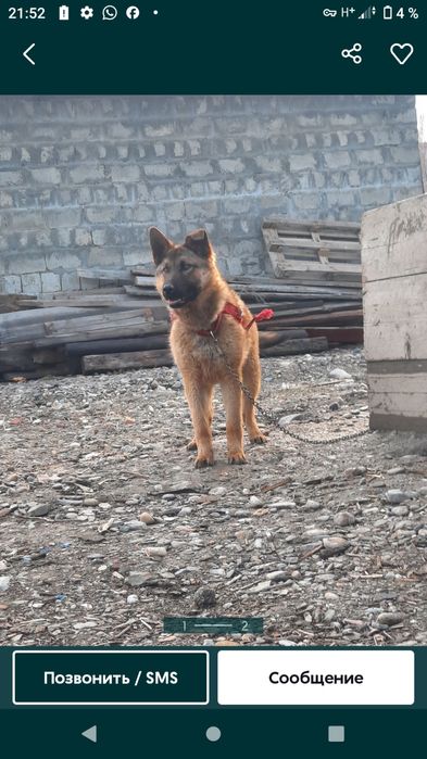 Продам немеская овчарку