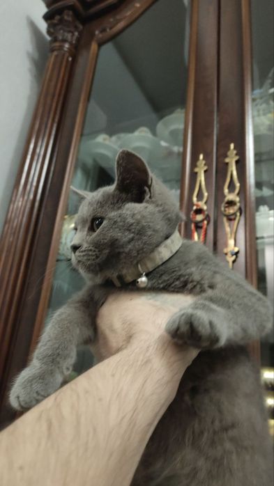 Чей кот? Нашли на улице Уста ширин