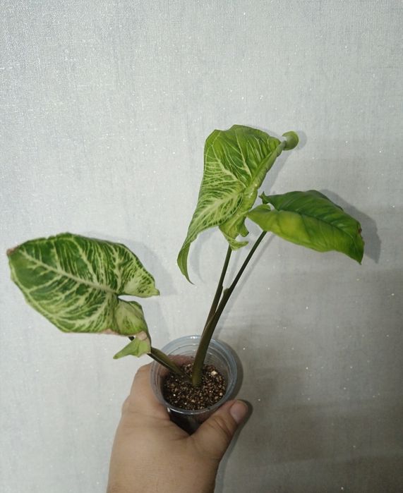 Любой по 700 тг.