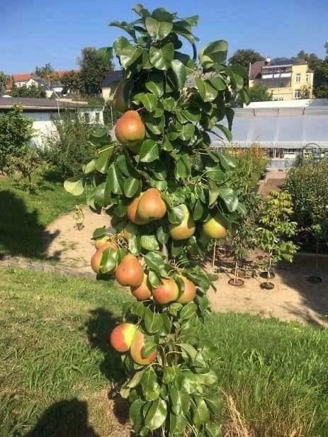 Pomi fructiferi columnari
