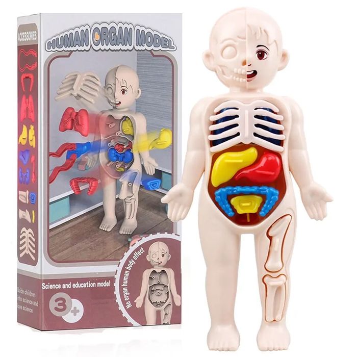 Jucarie educativa cu corpul uman, organe detasabile, NOUA