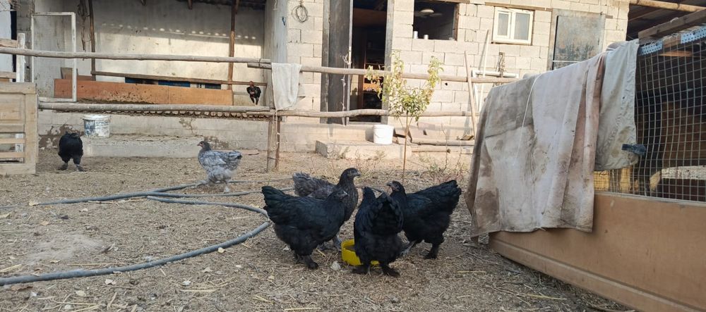 Продам курочки брама джерийскый