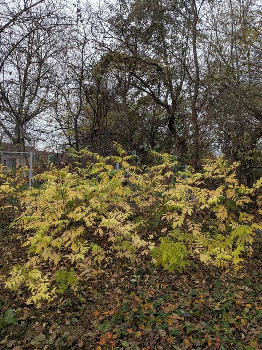 Puieti Evodia (arborele de miere)