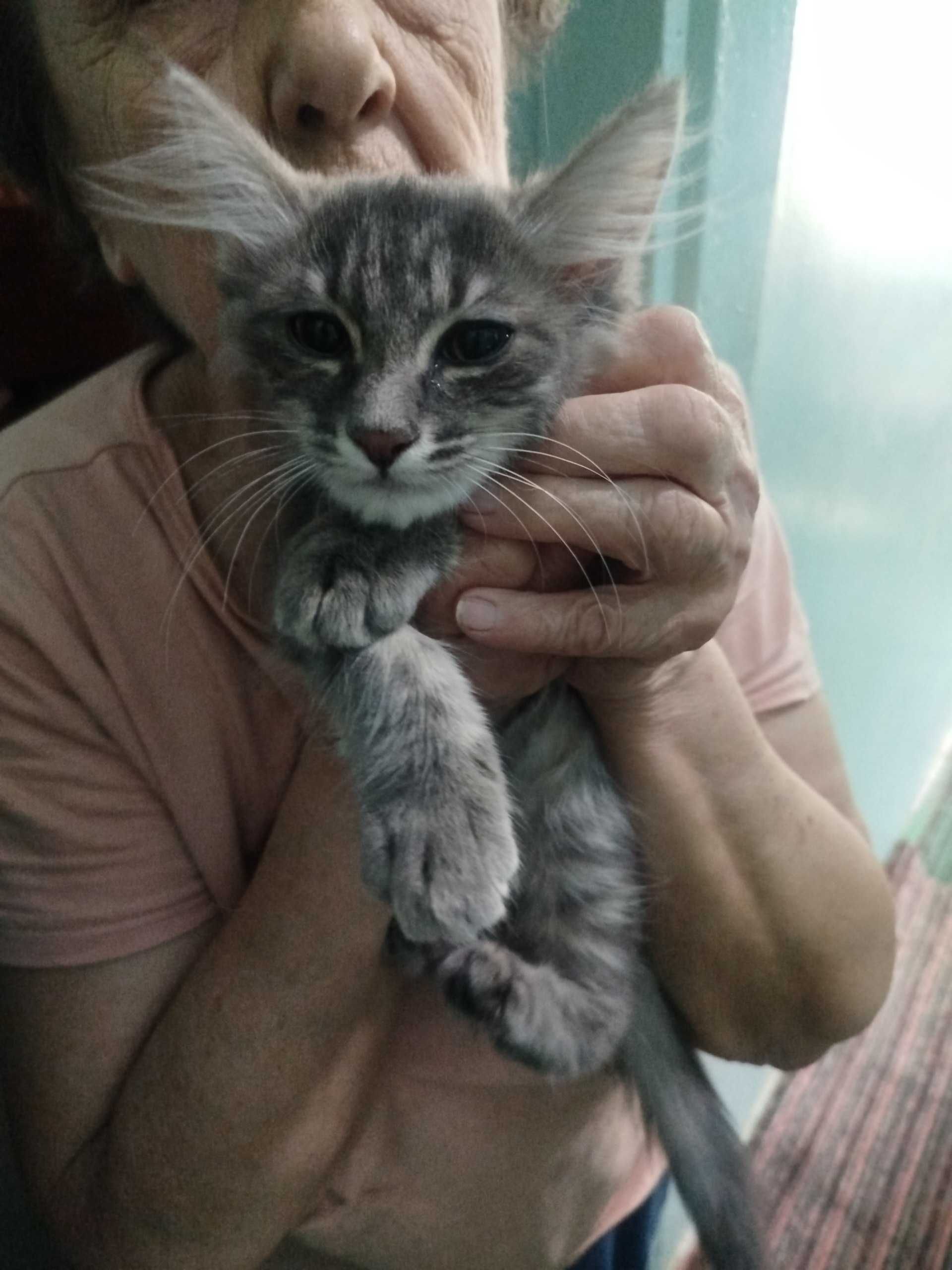 Бесплатно котёнок 2 месяца