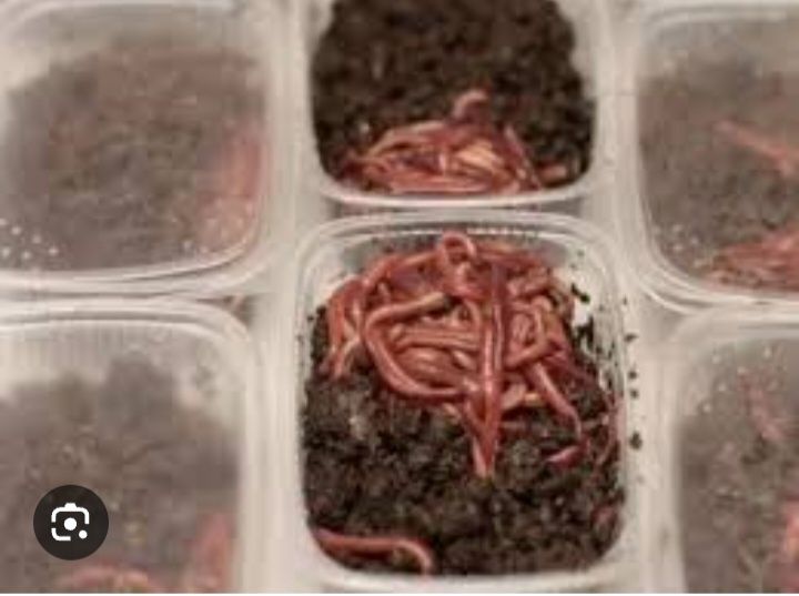 Продаю черви 350 тенге пачка