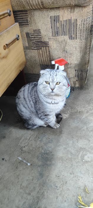 Отдам в добрые руки мальчик