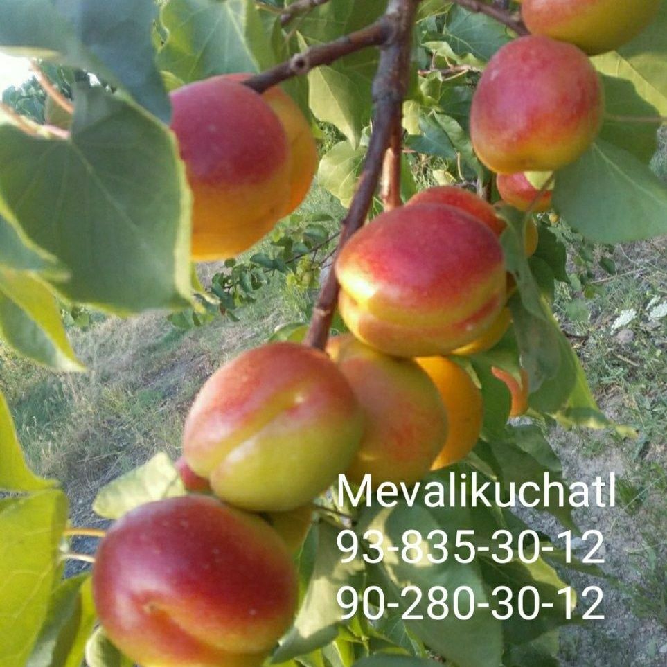 Karlek va polekarlek kuchatlar