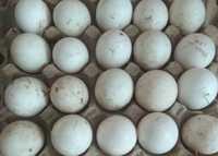 Яйца, утки Голубого Фаворита