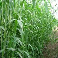 Sorg si iarba de sudan hibrid, cultura de vara rezistenta la seceta