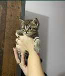 American shorthair