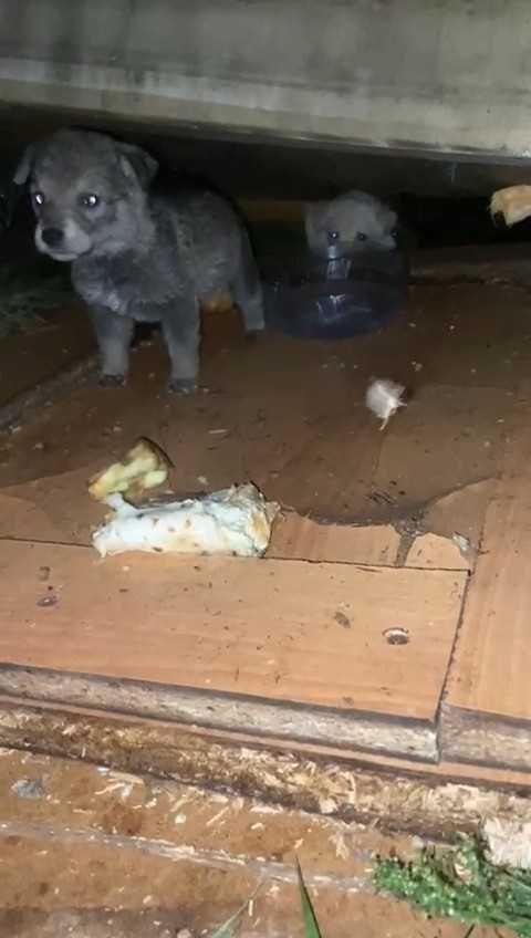Срочно нужен дом щенкам!