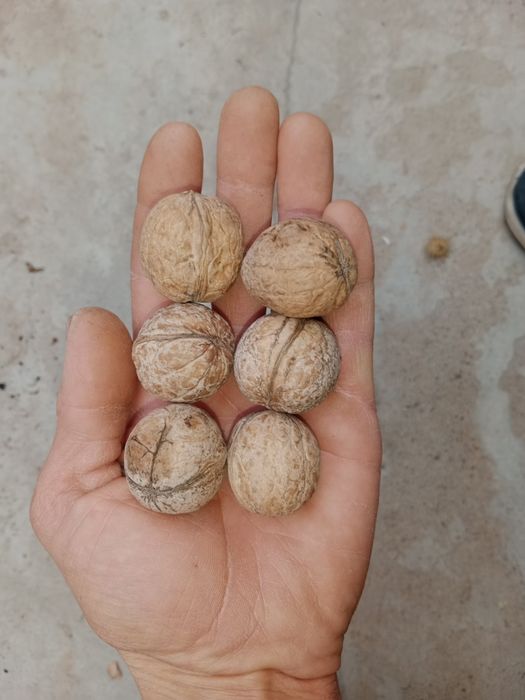 Продам грецкие орехи