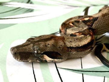 Продавам Boa Constrictor