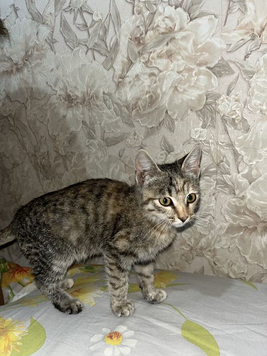 Котенок девочка в добрые и ответственные руки