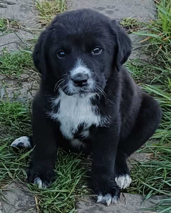 Adoptie catelusi Labrador Retriever metis